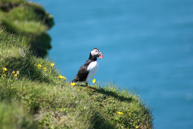 So-papagoje-Vestmannaeyjar.jpg