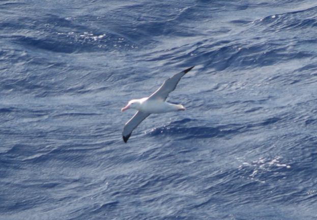 Albatros-off-Sydafrika-2.jpg